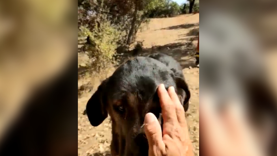 Un Vecino De Romangordo Se Reencuentra Con Sus Perros Desaparecidos En